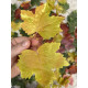 Листья осенние кленовые набор для декора