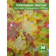 Листья осенние кленовые набор