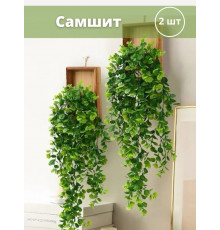 Самшит лиана для кашпо 2 шт